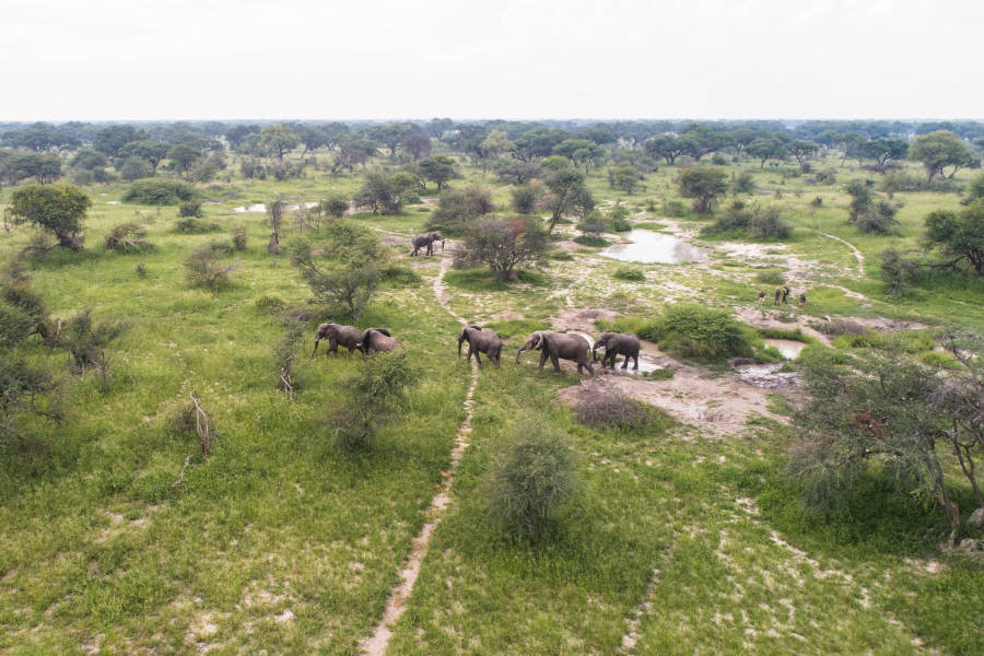 See regions of the Okavango and Kgalagadi inaccessible to vehicles and tourists