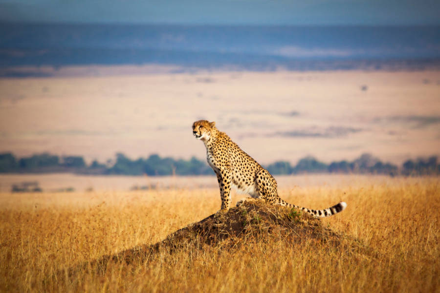 Be a part of leading Cheetah scientific research and enjoy a big-cat safari with added depth.