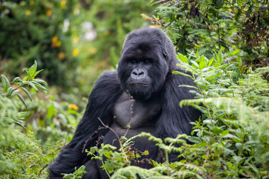 Track the critically endangered mountain gorilla and play a part in its conservation.