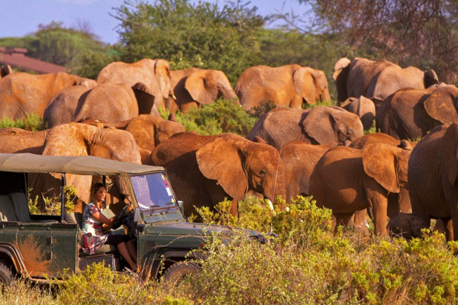 Join those responsible for protecting elephants in the Mara ecosystem and enjoy these magnificent creatures in the wild.