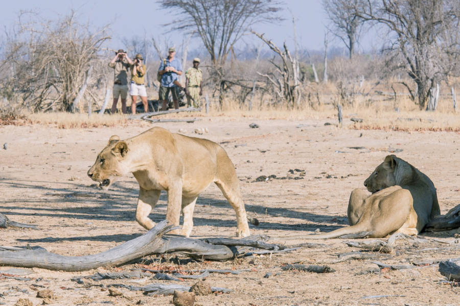 South Luangwa is perfect for big cats, elephants and night photography