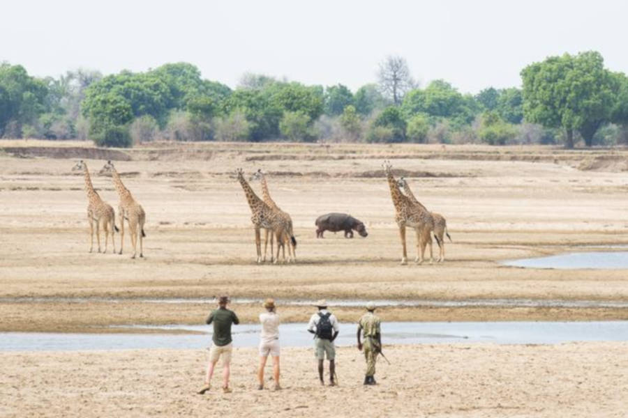 Designed for those who want to capture wildlife in action