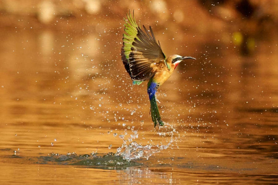 The Lower Zambezi features spectacular herds and biodiversity