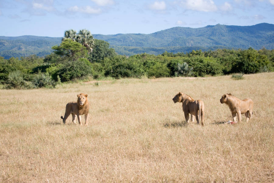 Experience proximity with elephants, hippos and even lions