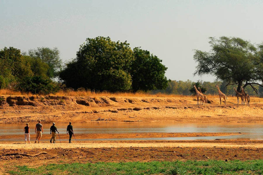 Enjoy the purest form of safari in untouched, remote wildlife areas