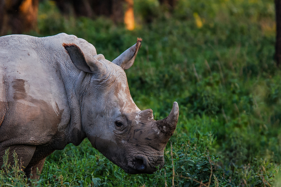 Discover Lewa Wildlife Conservancy where black rhinos and big cats roam free in one of conservation’s success stories