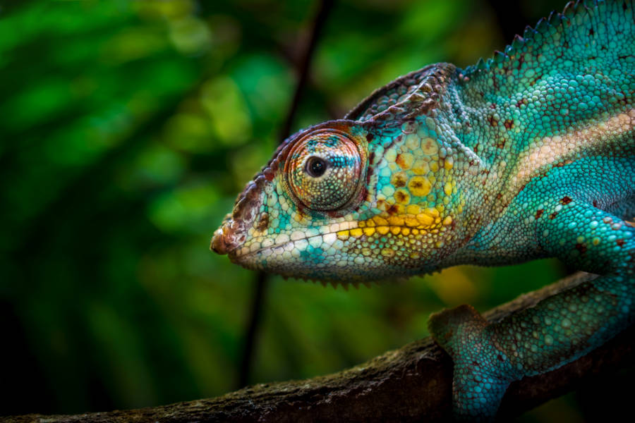Immerse yourself in Madagascar’s biodiversity and discover the mysteries of this isolated ecosystem.