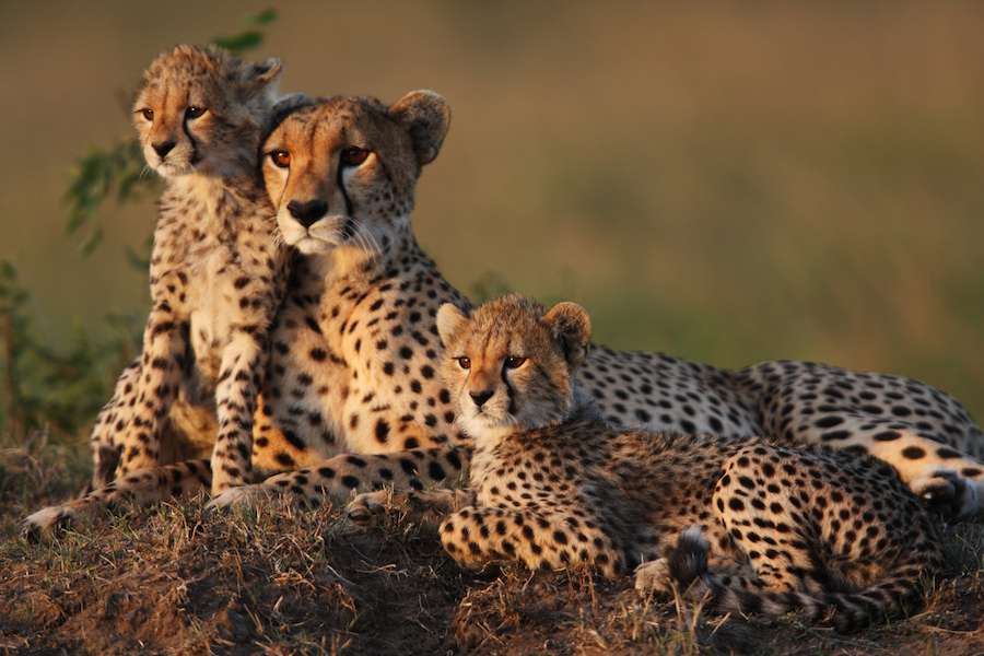 Follow the lives of cheetahs, leopards and lions in dramatic proximity worthy of a wildlife documentary