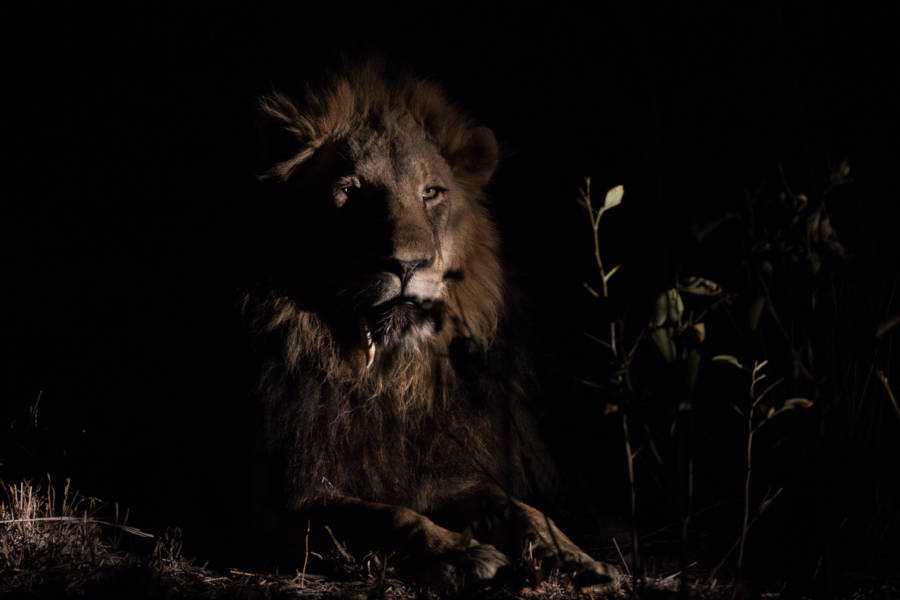 Expert guides will lead you in game drives and night drives that will get you right next to the action