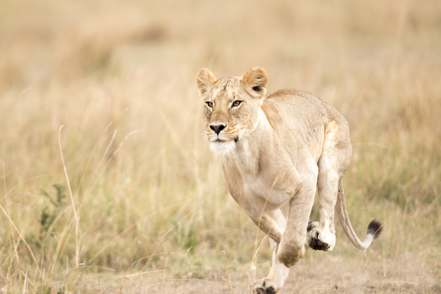Enjoy big-cat action as a pride of lions hunts right outside your camp