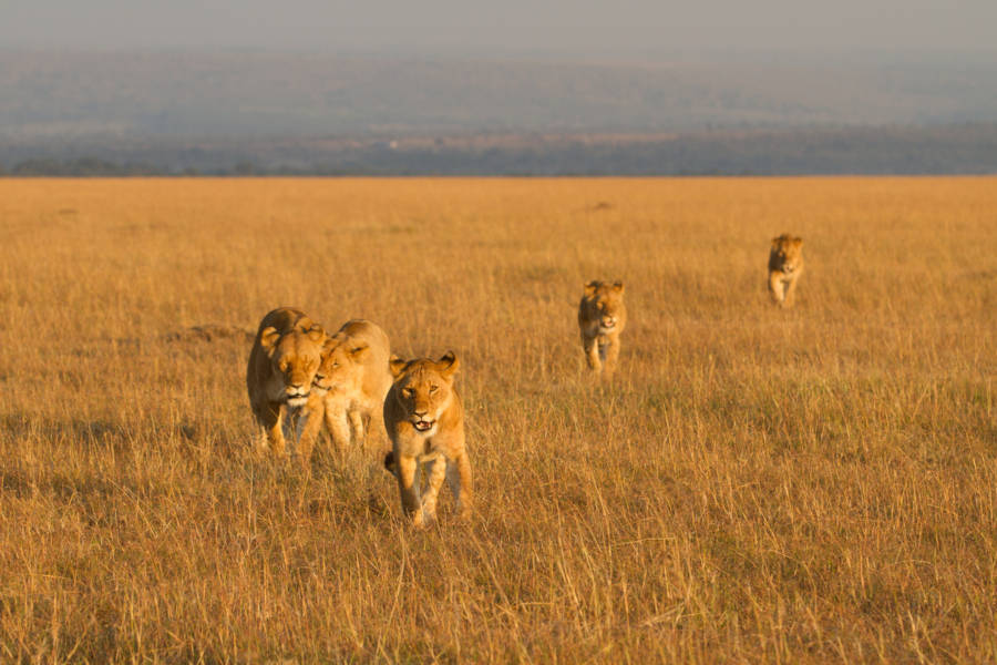 Track big cats and other predators as they follow the herds