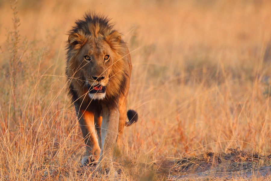 Flexible game drives will take you where the action is, to get that perfect picture of feel the lion’s roar