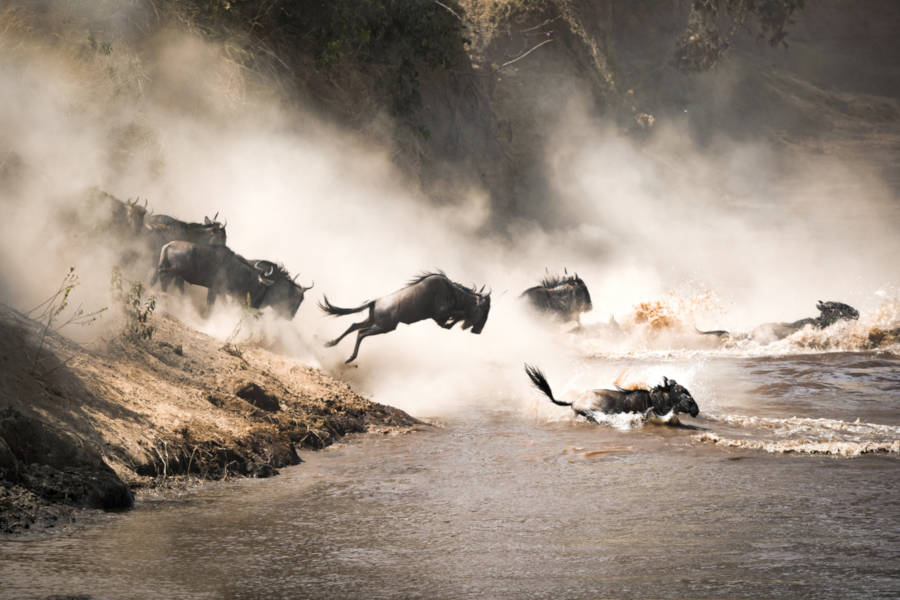 Witness several river crossings as the wildebeest attempt to avoid the dangers that lurk in the waters