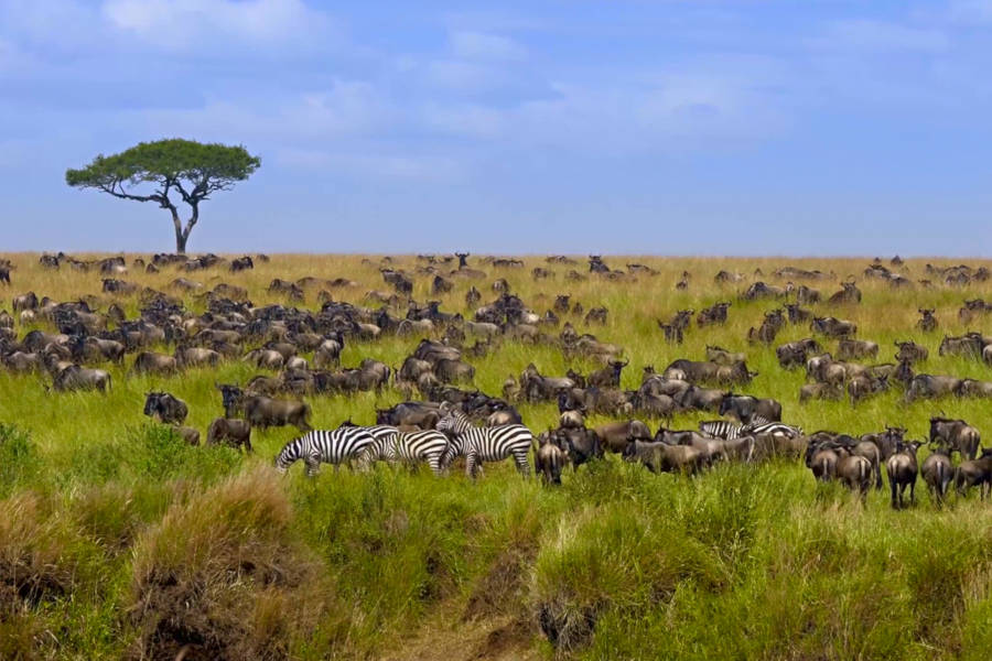 Follow the Great Migration and experience up-close Nature’s biggest drama