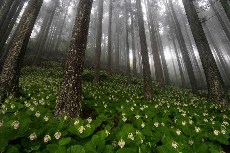 Shikoku’s nature remains untouched and distinctly Japanese.