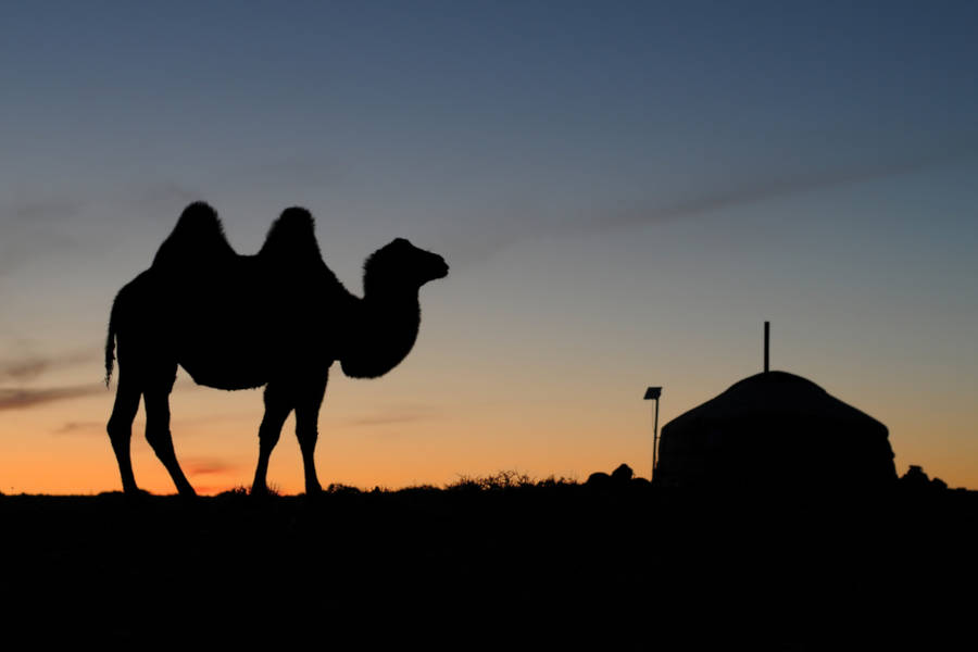 Connect between camps travelling alongside a camel train across the dunes.