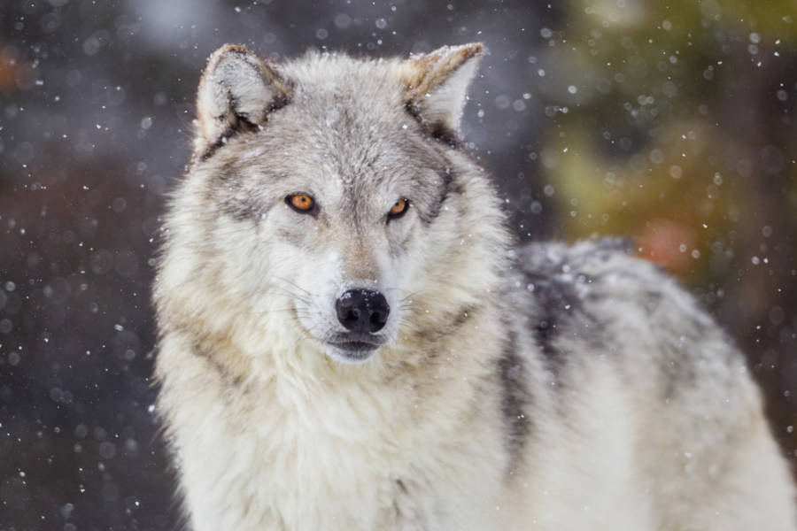 Track grey wolves in Yellowstone park alongside a biologist.