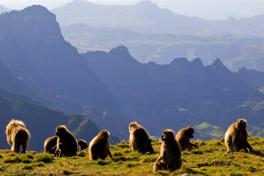 Explore the Simien Mountains… as the lammergeir flies.