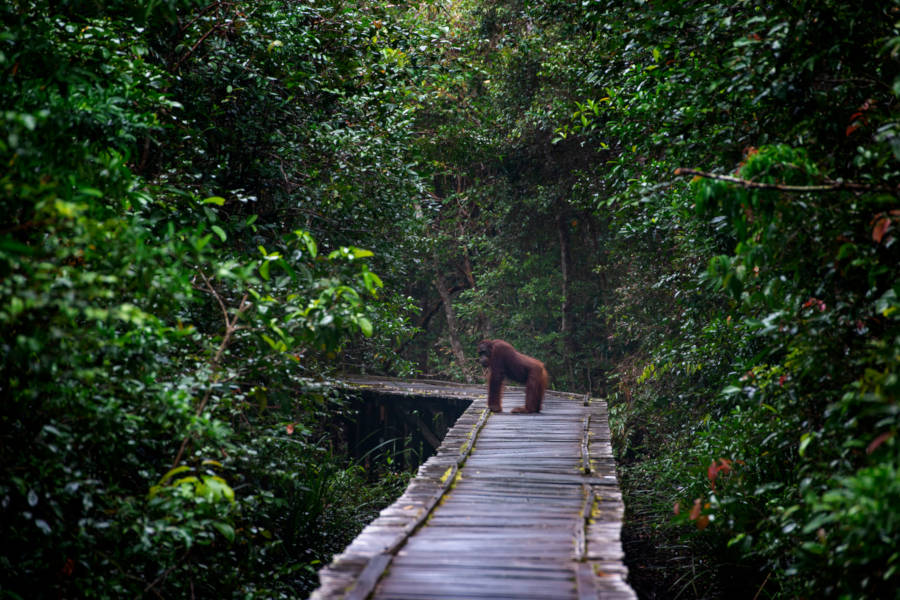 Explore Borneo on foot, from the heights of Mount Kinabalu, to the lush jungles of Lahad Datu.