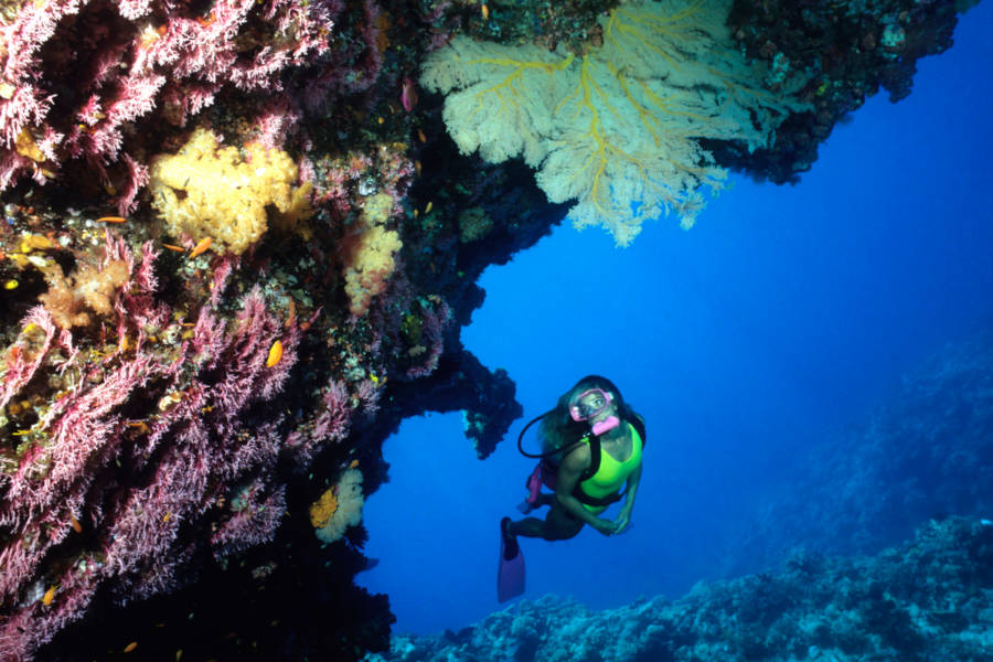 Join scientists and researchers for a backstage dive into the Great Barrier Reef.