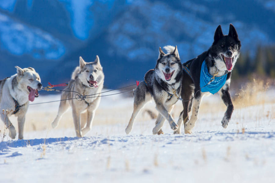 Add an extra touch of excitement to your arctic adventure.