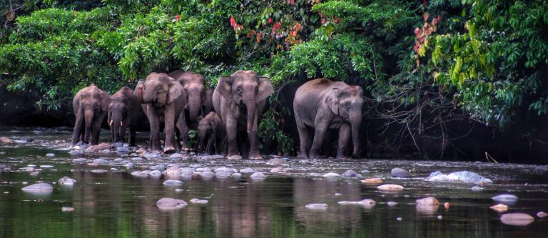 Pygmy Elephants in Danum Valley