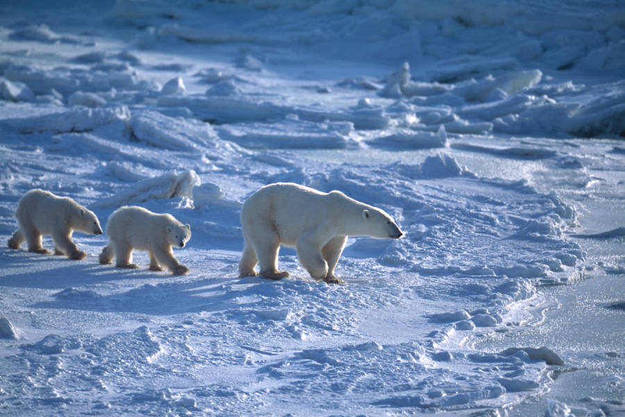 Witness the Great Ice Bears up-close, in the wild, hiking.