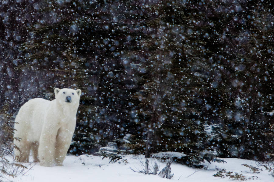 World-class photographers and arctic experts will lead you to nature’s drama.