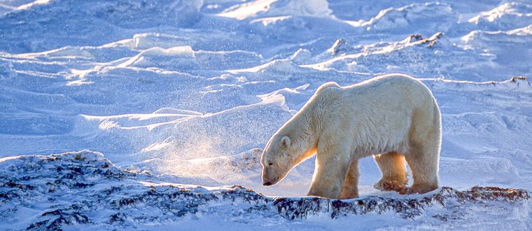 Polar Bear in Hudson Bay