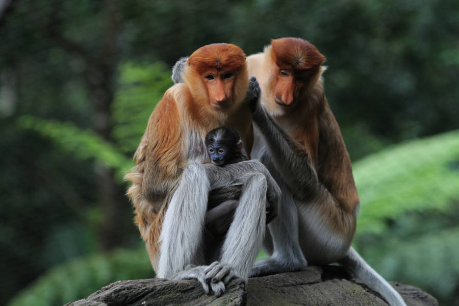 Experience the mind-boggling biodiversity of Borneo, from the orangutan and the proboscis monkey to hundreds of bird species.