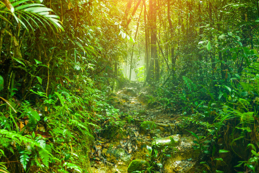 Explore the remote and undiscovered areas of Borneo such as the mythical Danum Valley.