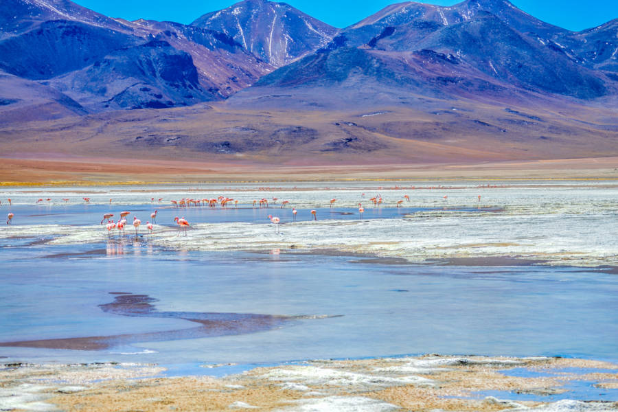 Discover the natural riches of Bolivia, from the rainforest of Los Yungas, to the flamingo feathered Red Lagoon.